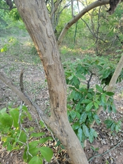 Markhamia obtusifolia