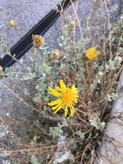 Heterotheca zionensis