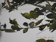 Dicaeum erythrorhynchos