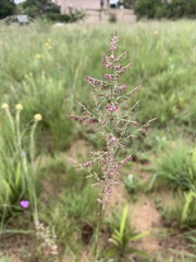 Eragrostis gummiflua