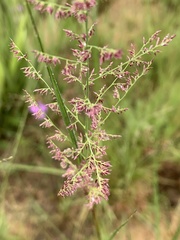 Eragrostis gummiflua