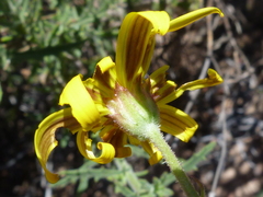 Osteospermum rigidum