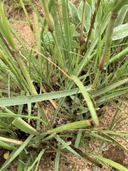 Eragrostis gummiflua