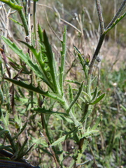 Osteospermum rigidum
