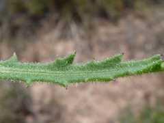 Osteospermum rigidum