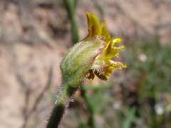 Osteospermum rigidum