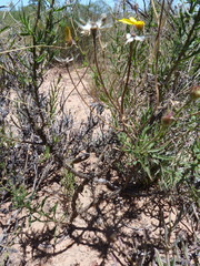 Osteospermum rigidum