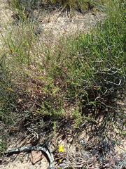 Osteospermum rigidum