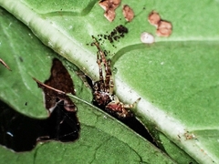 Strigoplus guizhouensis