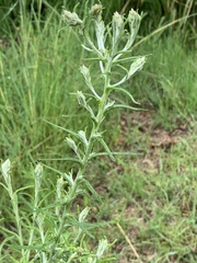 Pseudognaphalium oligandrum