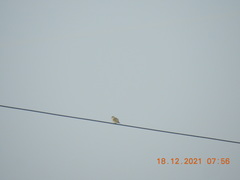 Dicaeum erythrorhynchos