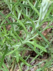 Pseudognaphalium oligandrum