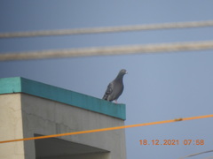 Columba livia domestica