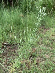 Pseudognaphalium oligandrum