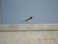 Motacilla maderaspatensis