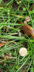 Panaeolus fimicola