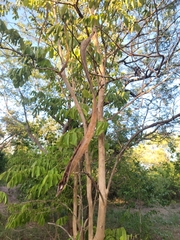 Markhamia obtusifolia