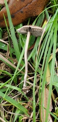 Panaeolus fimicola