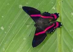 Ancyluris etias