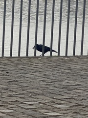 Corvus corone