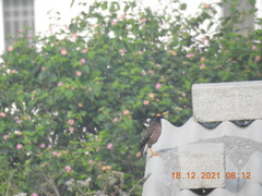 Acridotheres tristis