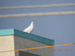 Columba livia domestica