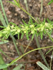 Crassula lanceolata transvaalensis