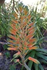 Aloe mudenensis