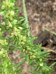 Crassula lanceolata transvaalensis