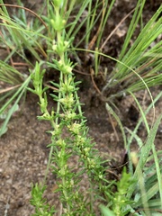 Crassula lanceolata transvaalensis