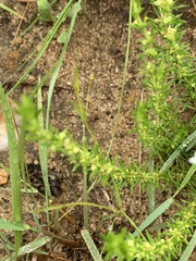 Crassula lanceolata transvaalensis