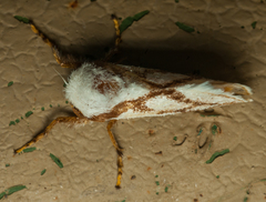 Parapluda invitabilis