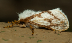 Parapluda invitabilis