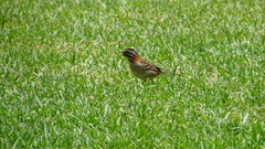 Zonotrichia capensis