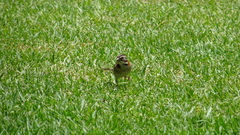 Zonotrichia capensis