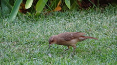 Furnarius rufus