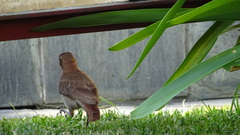 Furnarius rufus