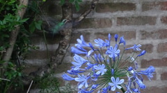 Chlorostilbon lucidus