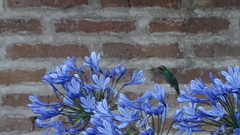 Chlorostilbon lucidus