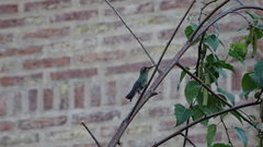 Chlorostilbon lucidus