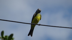 Tyrannus melancholicus