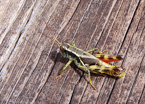 San Francisco Short-wing Grasshopper photo 2