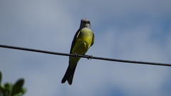 Tyrannus melancholicus