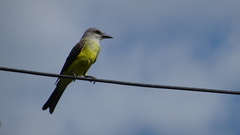 Tyrannus melancholicus