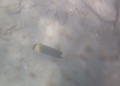 Chaetodon blackburnii