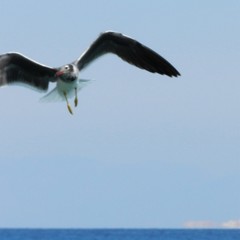 Ichthyaetus leucophthalmus