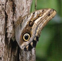 Caligo oileus