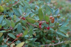 Atriplex semibaccata