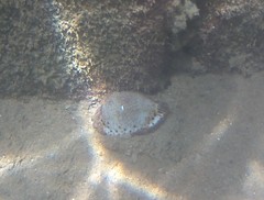 Naria lamarckii
