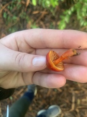 Hygrocybe marchii